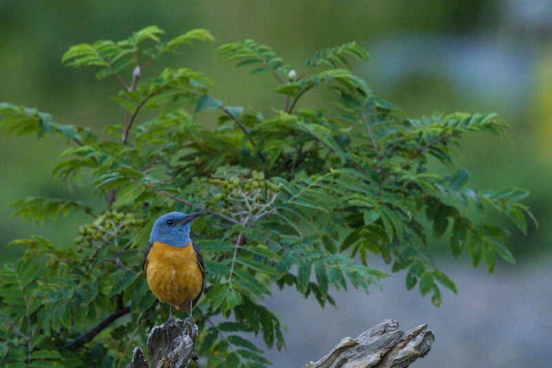 Monticole merle-de-roche mâle